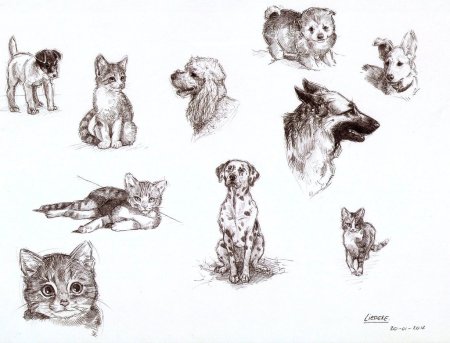 Зарисовки домашних животных