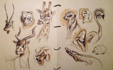 Зарисовки животных
