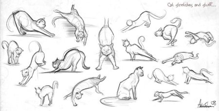 Кот референс анатомия позы