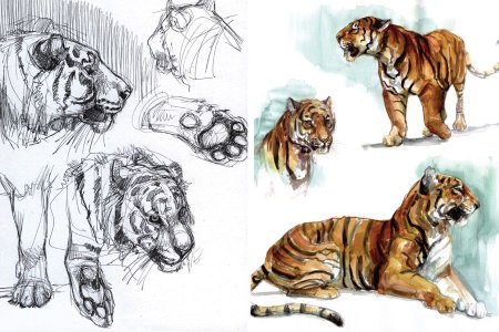 Анатомия тигра для художников