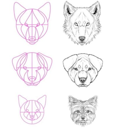 Морда волка рисунок карандашом