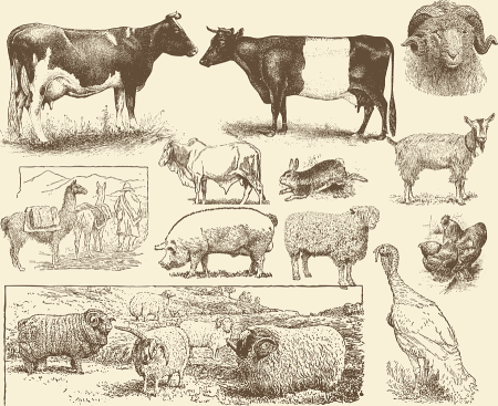Сельскохозяйственных животных карандашом