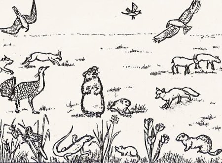Большой тушканчик красная книга Новосибирской области