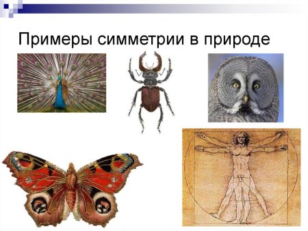 Примеры симметрии в природе