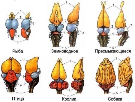 Строение мозга млекопитающих