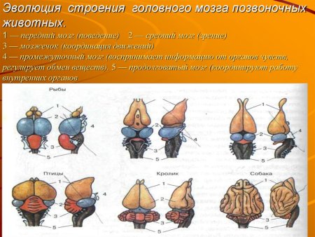 Строение головного мозга позвоночных животных таблица