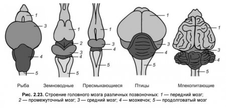 Строение мозга рыбы земноводные пресмыкающиеся птицы млекопитающие