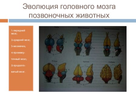 Строение головного мозга позвоночных