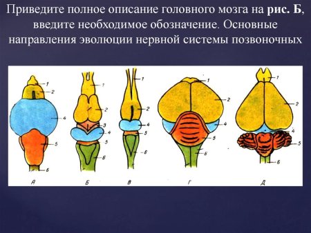 Эволюция головного мозга хордовых таблица