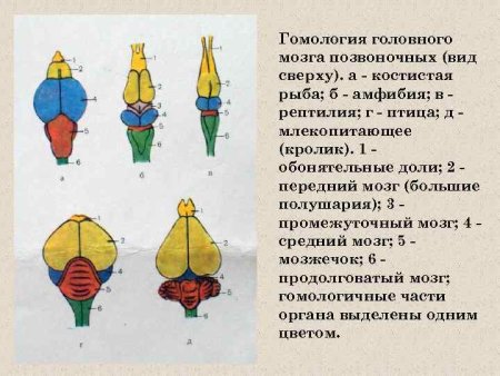 Строение головного мозга позвоночных
