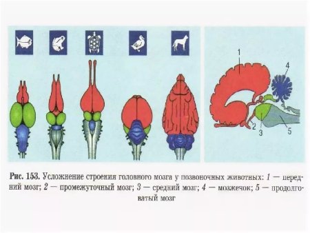 Схема строение головного мозга анатомия животных