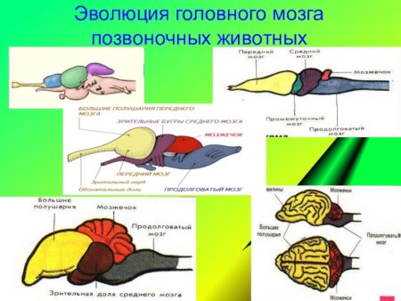 Эволюция головного мозга позвоночных