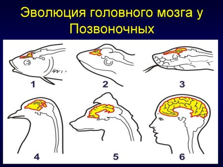 Головной мозг позвоночных животных