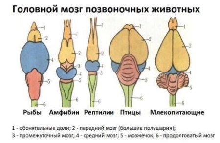 Строение и Эволюция мозга позвоночных