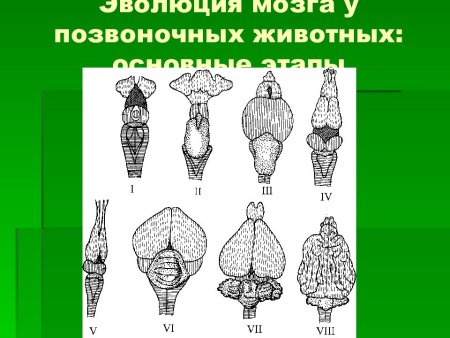 Строение головного мозга хордовых