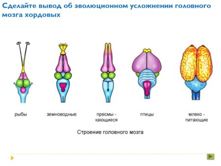 Строение головного мозга позвоночных животных