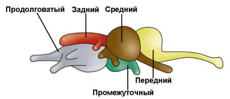 Головной мозг позвоночных животных