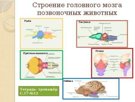 Строение сердца и мозга позвоночных