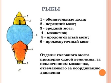 Схема строения головного мозга позвоночных