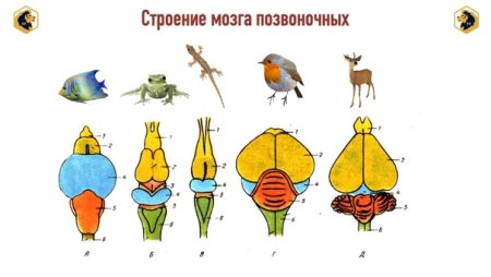 Мозг млекопитающих строение ЕГЭ
