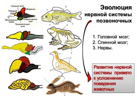 Отделы головного мозга хордовых