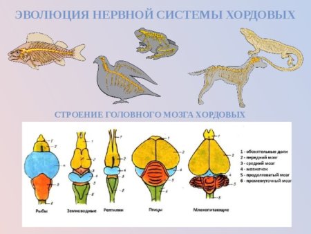 Нервная система животных головной мозг позвоночных