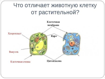 Строение растительной животной и бактериальной клетки