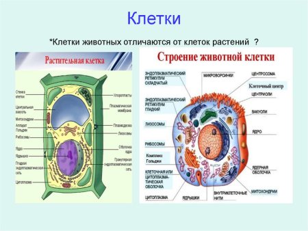 Сравнение органоидов клеток растений и животных