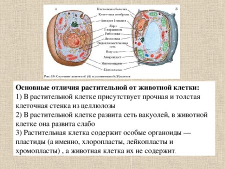 Сравнение клетки животного и клетки растения
