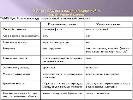 Клетка растений и клетка животных сравнение