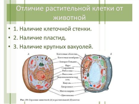 Строение эукариотической клетки рисунок животная и растительная