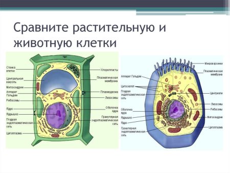Строение живой и растительной клетки 7 класс биология