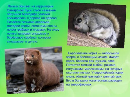 Животные из красной книги Самарской области