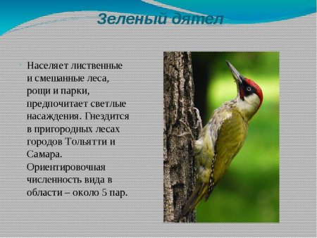 Птицы Самарской области занесенные в красную книгу