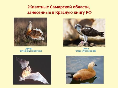 Насекомые красной книги Самарской области