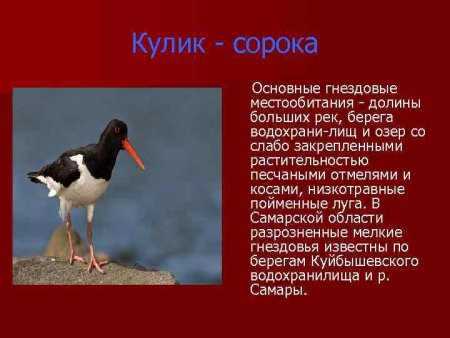 Животные из красной книги Самарской области