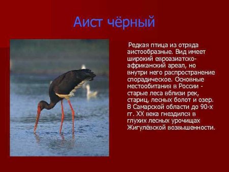 Животные из красной книги Самарской области