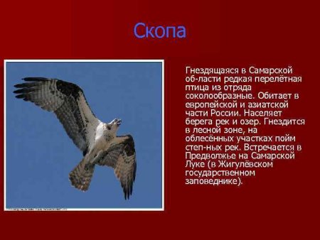 Насекомые Самарской области занесенные в красную книгу