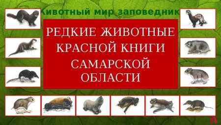 Насекомые Самарской области занесенные в красную книгу