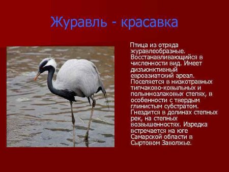 Животные из красной книги Самарской области