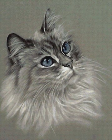 Кошка пастелью сухой