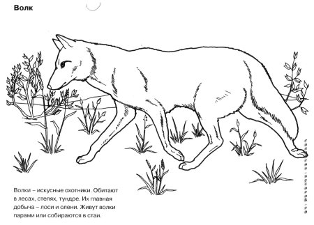 «Животные красной книги россии для детей» скачать раскраски
