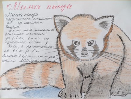 Животные из красной книги