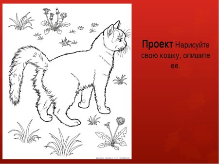 Кошки. Раскраска
