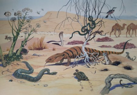 Животные пустыни мультяшные