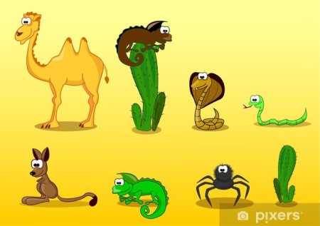 Верблюд раскраска