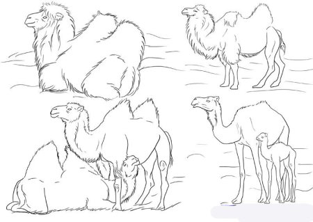 Пустыня Верблюды Караван