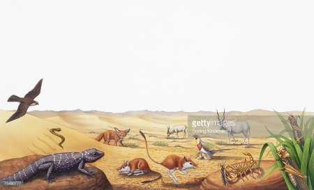 Животные пустыни для дошкольников