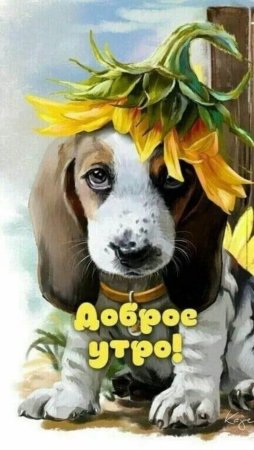Доброе утро прикол