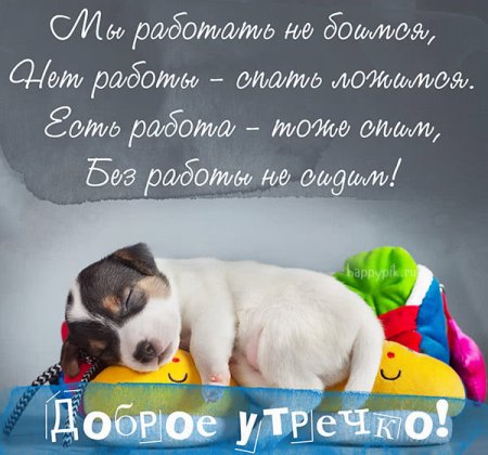 Прикольные пожелания доброго утра с животными
